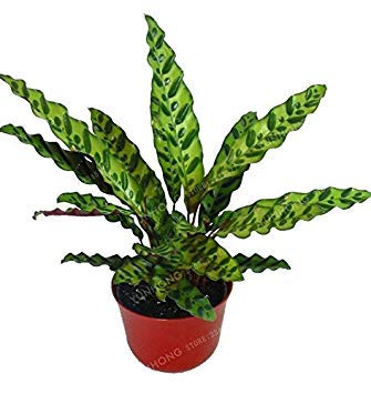 SEMI -50 pc Molto raro semi Thailandia Calathea Festa Fiore Pavone pianta Bassa luce ad alta umidità facile da coltivare ornamenti del giardino 1