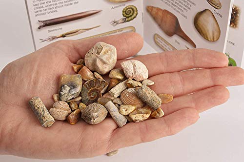 Namvo Fossil und Rock Box Set für Schule geologische Bildung Home Decor Geschenk für Kinder