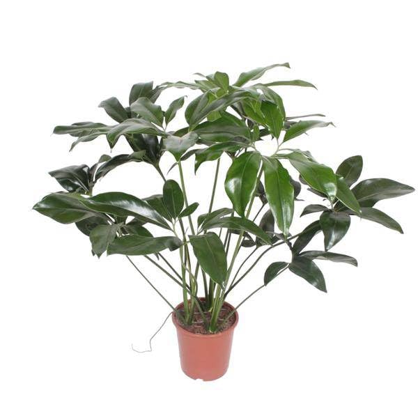 Philodendron zielony cud - 120 cm - ø27