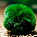 2Pcs Moss Balls for Fish Tank Aquarium Plants Freshwater marimo Decorative, Green, 1.2-1.5" (2)