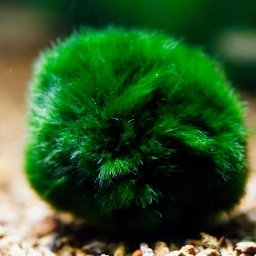 2Pcs Moss Balls for Fish Tank