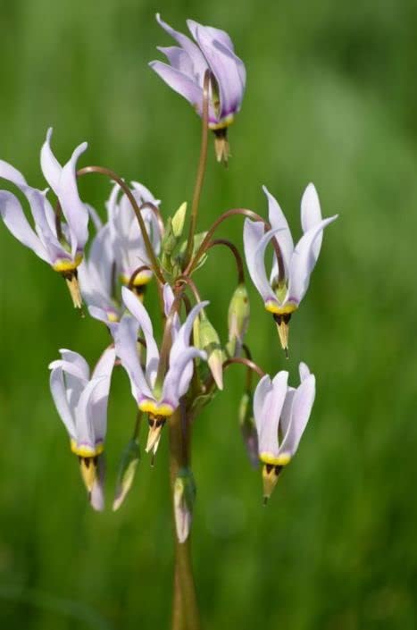 Miniatura 3 de Midland Shooting Star - Semillas de flores para plantar (50 semillas) - Dodecatheon meadia