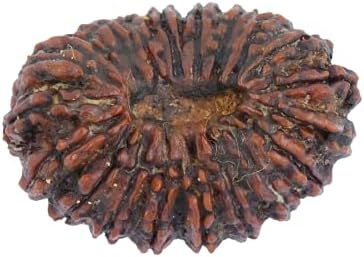 The Gallery Of Gemstones 20 Mukhi Brown Rudraksha Nepali Natural Certified for Men & Woman