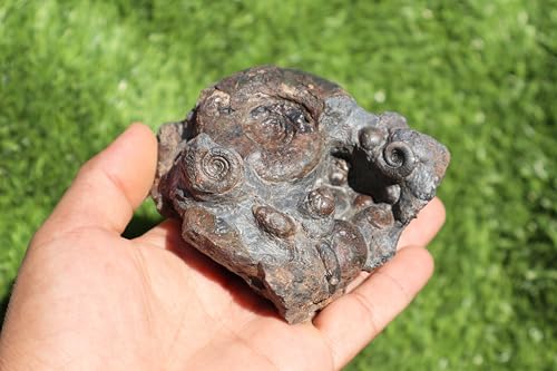 Image of Ammonite Natural Platyclymenia & Goniatites Plate Fossil from Morocco Rare Fossil A48