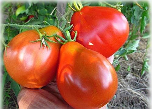 Miniatura 4 de Semillas Trufa Roja Tomate Japonés Indeterminado No GMO Heirloom