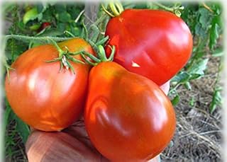 SeedsUA: Seeds Tomato Truffle Red Non GMO Heiroom Vegetable for Planting
