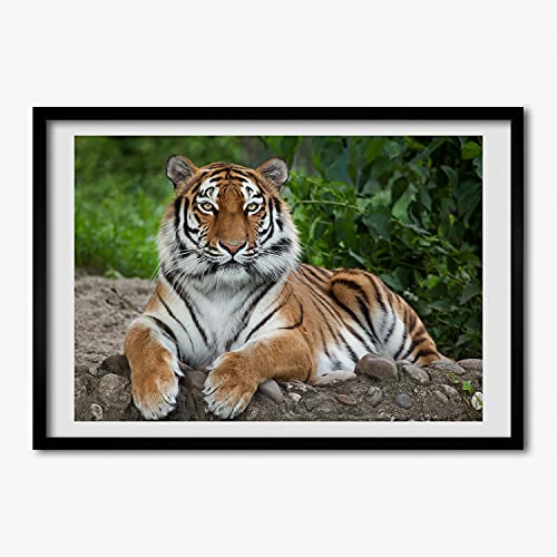 Tableau Tigre de Sibérie 70x50 cm pour créer un salon moderne au style nature