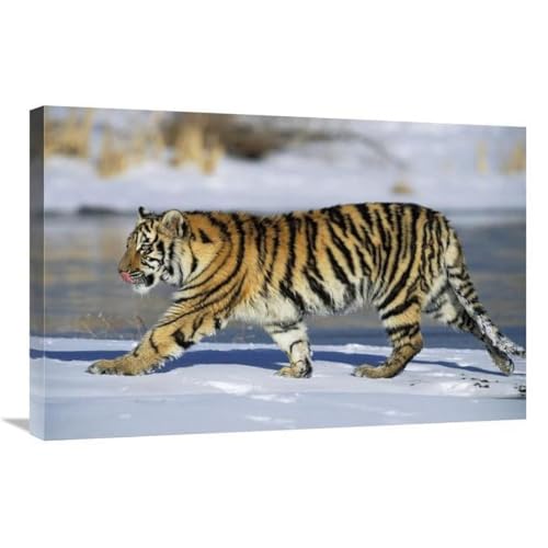 20 x 30 in. Siberian Tiger Cub Walking in Snow, Native to Siberia Art Print - Konrad Wothe