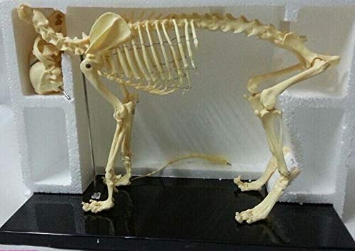 Samll Dog Canine Skeleton Model Animal PVC Skeleton Model