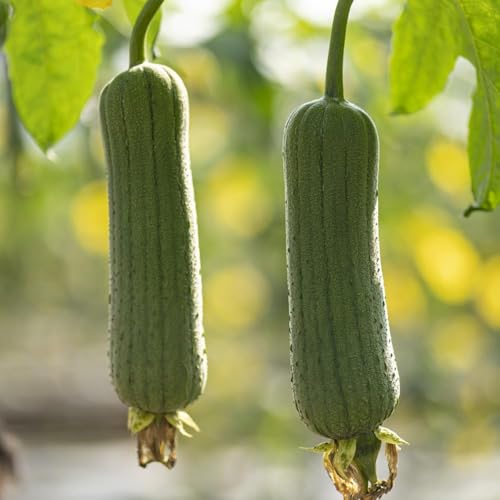 semi di luffa - semi giardino balcone resistenti ortaglie 200pcs