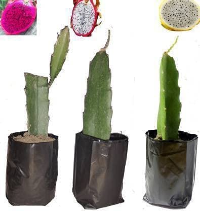 See full amazon price history chart for Cloud Farm Dragon Tree (Hybrid, Pack of 3) Yellow & Red CF_1001 Cloud Farm Dragon Tree (Hybrid, Pack of 3) Yellow & Red CF_1001 (B0BQZY35QZ) Amazon Price History, Amazon Price Tracker