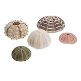 NESTINGHO 5 Piezas de Conchas de Erizo de Mar Decorativas Artesanales, Base para Aireadores DIY Conchas Naturales Multicolor (4-9 Cm), Accesorio para Decoración de Peceras y Color Aleatorio