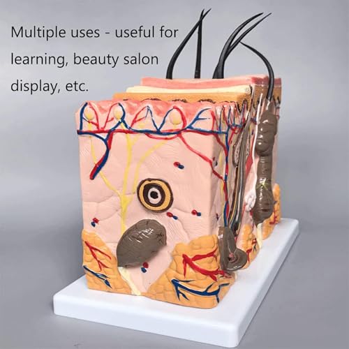 Modèle anatomique de peau AMITD 70x idéal pour salle de classe - 5