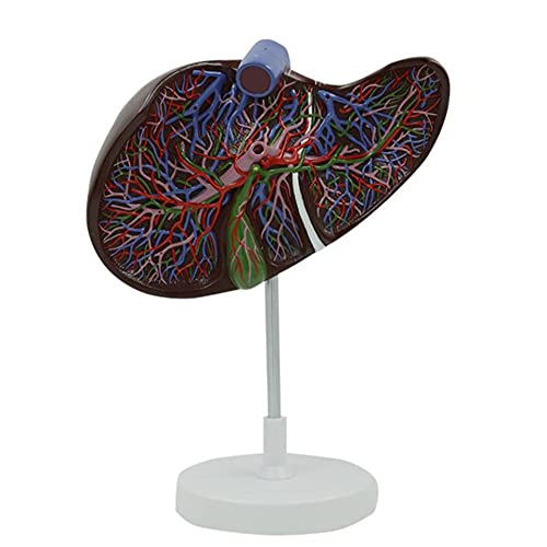 CSL Human Liver Model, 1.5X Magnified Liver Anatomical Model, Gallbladder Anatomical Enlargement Model,Medical Teaching Training Aid