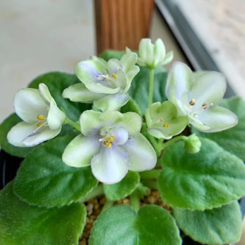 semi di violetta africana, ombra di violetta africana, perenni, decorazione autunnale da esterno 180pcs