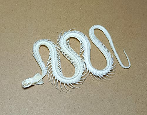 EGEN {̓̓WW{W{W{W􂤃LclAlRA~NACkAACO}AwrAETMAWXRA^kLALcl̒܂W߂܂ (ւł)