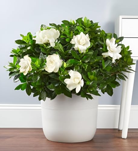 Image of live plants (GANDHRAJ FLOWER PLANT)