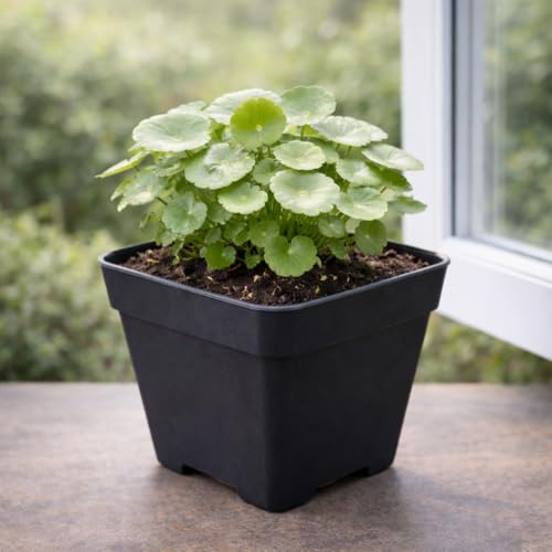 Image of UGAOO BHARAT Live Chinese Money Plant | Decorative, Indoor, Coin Leaf