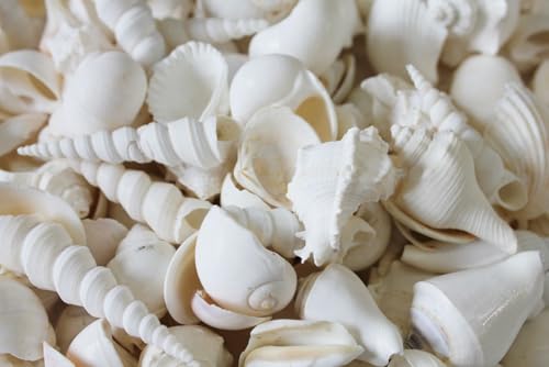 Medium All White Seashell Mix - 1kg (2.2 lbs) - Shells Range from 1" -2.5"