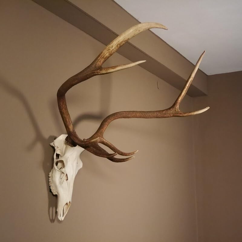 GTK - Geweihe & Trophäen KRUMHOLZ 8 Ender Rothirsch Geweih mit ganzer Nase und ganzem Oberkiefer Höhe 117 cm Hirschgeweih Hirsch #70.841