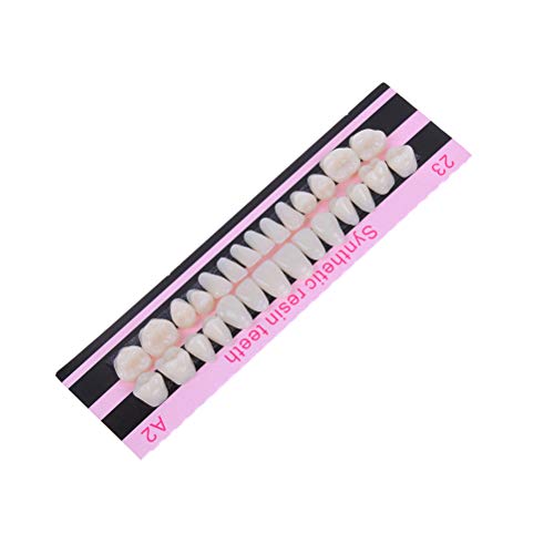 QUECAOCF 28Pcs Dental Acrylic Resin Teeth Denture for Halloween Horror Prop
