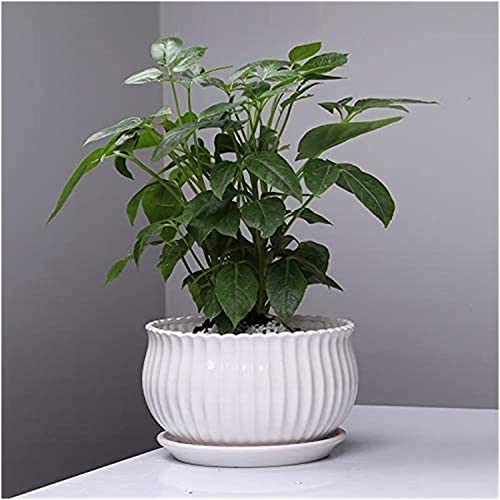 Maceta de cerámica para balcón y salón contenedor redondo de orquídeas 2