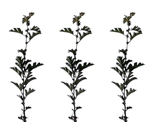 3 Plantas natural Crataegus Monogyna. Majuelo. 20-30 cm. En cepellón listo para plantar. Atrae fauna, mejora la biodiversidad, ofrece sombra, setos naturales y es resistente al clima.