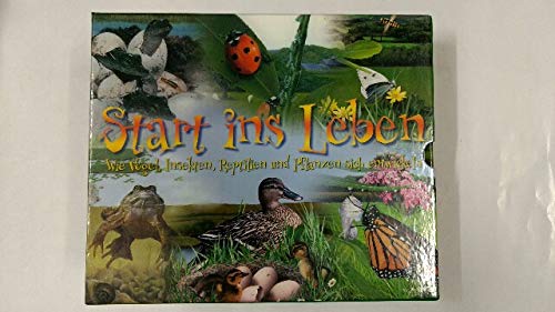 Orchard Toys "Das Marienkäfer-Spiel" | Erstes Zählspiel Für Kinder Ab 3 Jahren