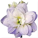 Amaryllis mit seltenen Farben, mehrjährig, kältebeständig, hochwertig, geeignet zur Gartendekoration-1 stück-E