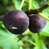 Vivai Decandia Giovanni