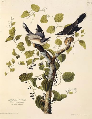 Tableaux Graffiti Art Mural Pie-grièche John Audubon Poster 60x90cm