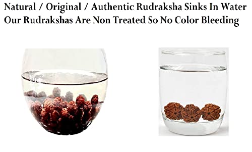 Himalayan Organic Rudraksha Meditation Natural Mala with Bigger Size 16-18 MM and 108 +1 Prayer Guru Beads. Grown up in high Himalaya of Nepal Without Chemical, Wax and Color Treatment Good for Puja, Yoga, Meditation4