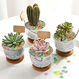 FSWWSF B0DBL3XHX3 lato 4