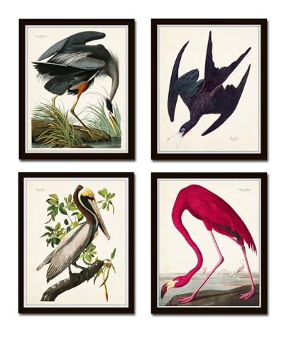 Belle Maison Art Audubon Sea Birds Prints No 2, Classic