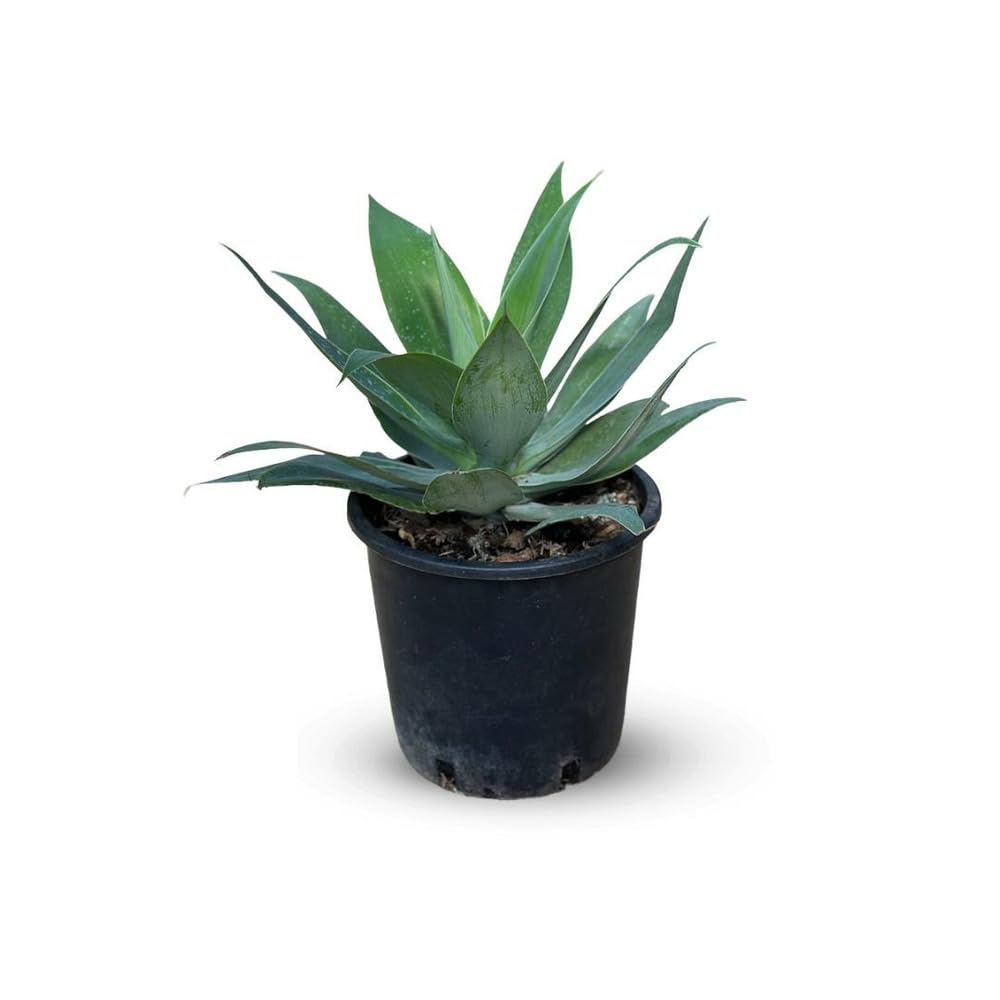 Attitude Jardin - Agave attenuata - 30-40 cm - ⌀ 24 cm - cactus et plantes grasses