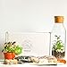Produktbild Concretelab&co Terrarien-Set mit Glasbehälter und Korkdeckel, Mini-Garten, Geschenkidee, DIY Kit