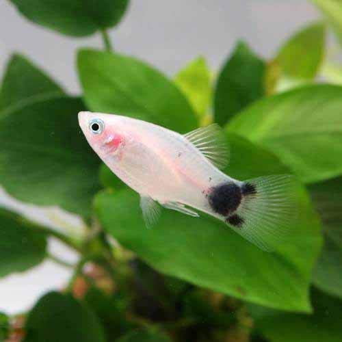 メダカ水槽に入れてはいけない生き物 アイテム10種 快適な飼育環境とは トロピカ