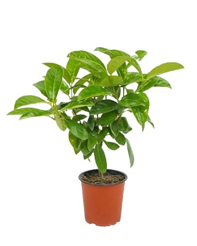 Viburnum Lucidum Natural Árbol Ornamental y Resistente para Jardines