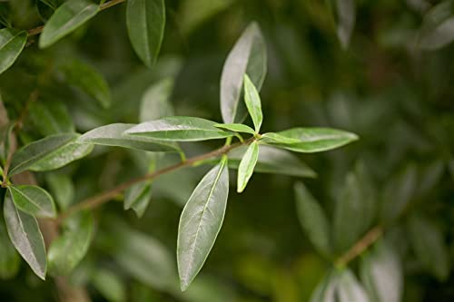 Ligustrum vulgare 40-60 cm – Winterhart, Mehrjährig, Pflegeleicht – Gewöhnlicher Liguster – Heckenpflanze für Garten & Sichtschutz