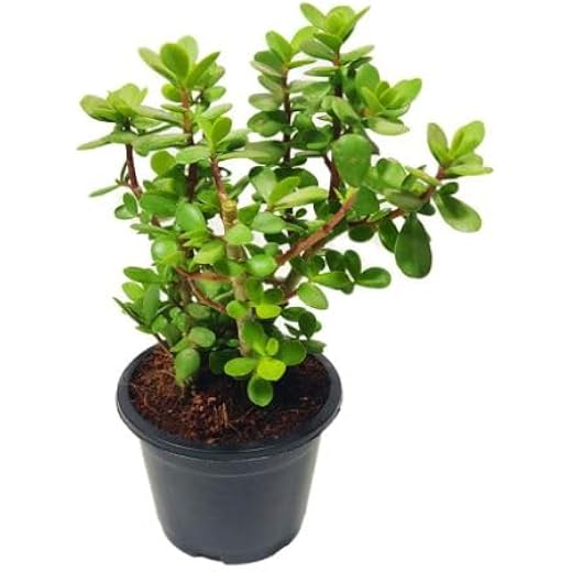 Jade Plant in Pot, Live Money Tree