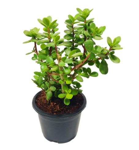 Jade Plant (Mini) | Live Healthy Good Luck Plant For Vastu, Home & Office Desk For Indoor Gardening | Pack Of 1 | small plant with Black pot-image-35