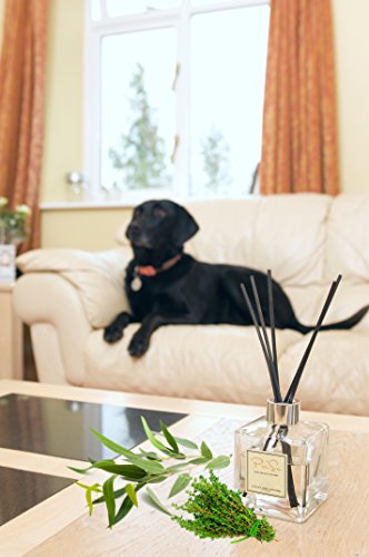 Reed Diffuser Eucalyptus & Thyme Aromatherapy Scent Room Fragrance Oil 112 ml