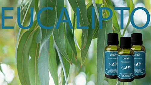 La Mejor Selección de Aceite de eucalipto precio del mes. 23 Imagen adicional