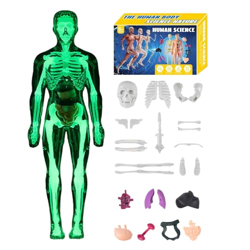 人体模型 3D - 人体骨格モデル 知育玩具 | 解剖学組み立て教育玩具 学習者 ホームスクーリング教師 美術学生 男子女子 教室科学教育者向け