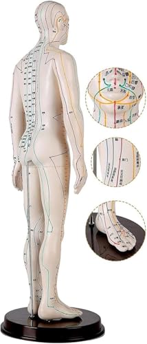 Mannequin de point corporel MTC de 50cm pour formation au massage - 2