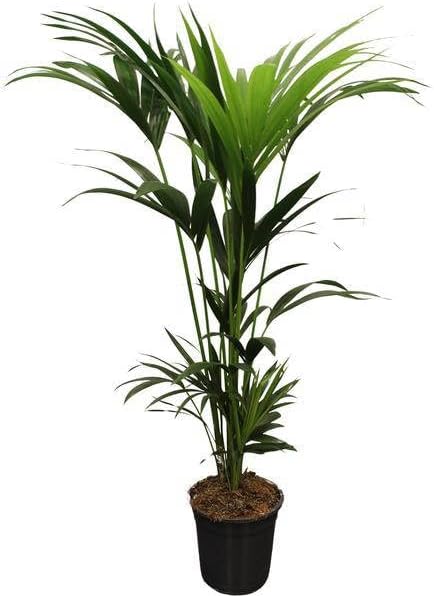 Howea Forsteriana (Kentia) 5 hoyos 120-140 cm – Ø21 cm – 120 cm