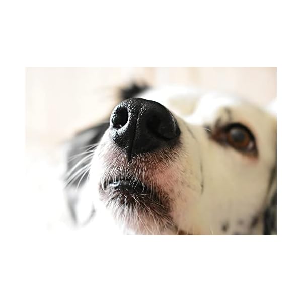 Eye-Envy-On-The-Nose-Therapy-Balm-100-Natural-Dog-Product-Snout-Soother-for-Dogs-Natural-SPF-Properties5oz Eye Envy On The Nose Therapy Balm | Natural Snout Soother for Dogs