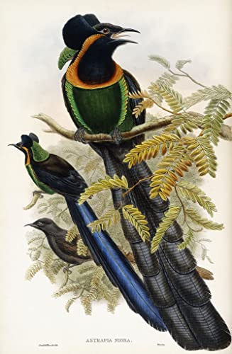 Affiche Arfak Astrapia John Gould impression sur toile moderne de salon 60x90cm
