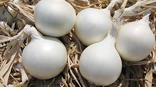 Seeds Onion White Queen Giant Heirloom Vegetable For Planting Non Gmo #TOP3