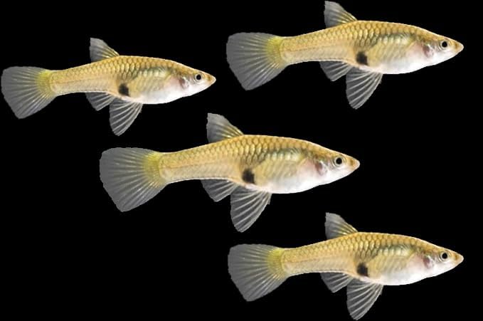 Swimming Creatures 15 Mixed Female Guppy Live Tropical Freshwater Aquarium Fish